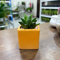 Succulent Random Mix Ceramic