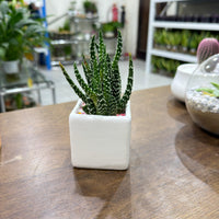 Succulent Random Mix Ceramic