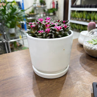 Sunrise Succulent Plant (Anacampseros rufescens ‘Sunrise’)