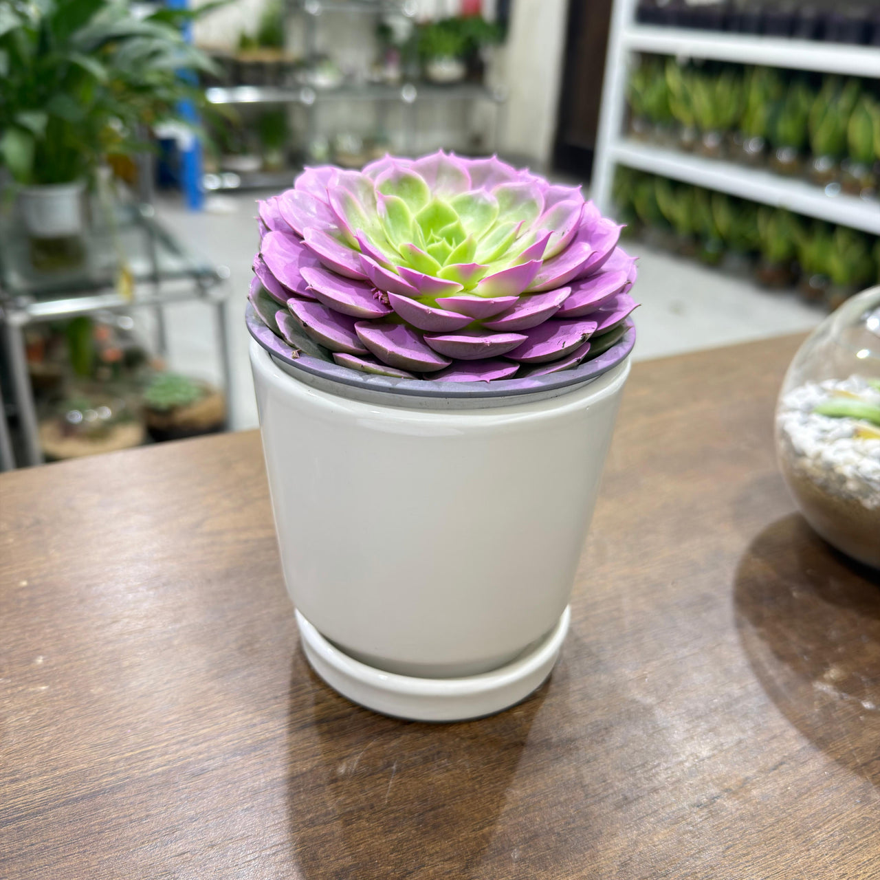 Echeveria Succulent – Purple Colored