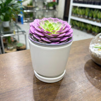 Echeveria Succulent – Purple Colored