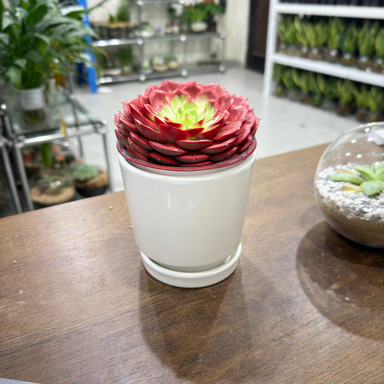 Echeveria Succulent – Red Colored