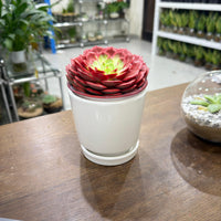Echeveria Succulent – Red Colored