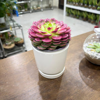 Echeveria Succulent – Pink Colored