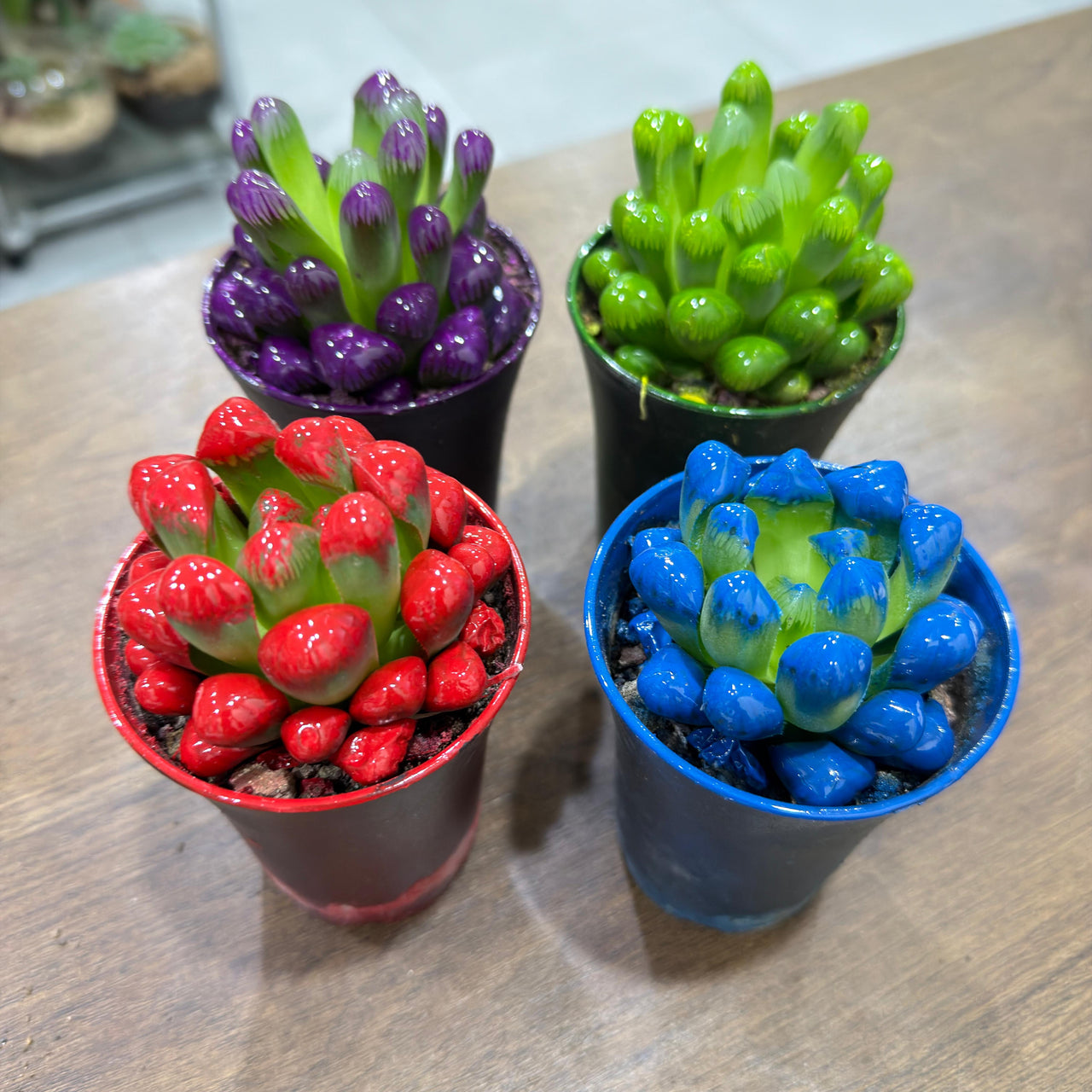 Haworthia cooperi succulents