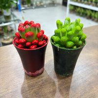 Haworthia cooperi succulents