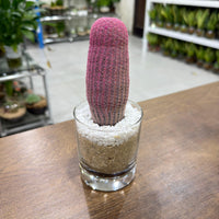 Echinocereus Rigidissimus Rubrispinus - Rare Boobie Cactus