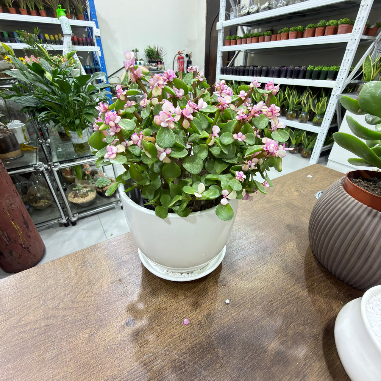 Portulacaria afra variegata pink