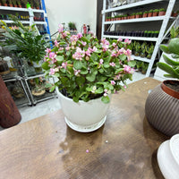 Portulacaria afra variegata pink