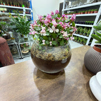 Portulacaria afra variegata pink
