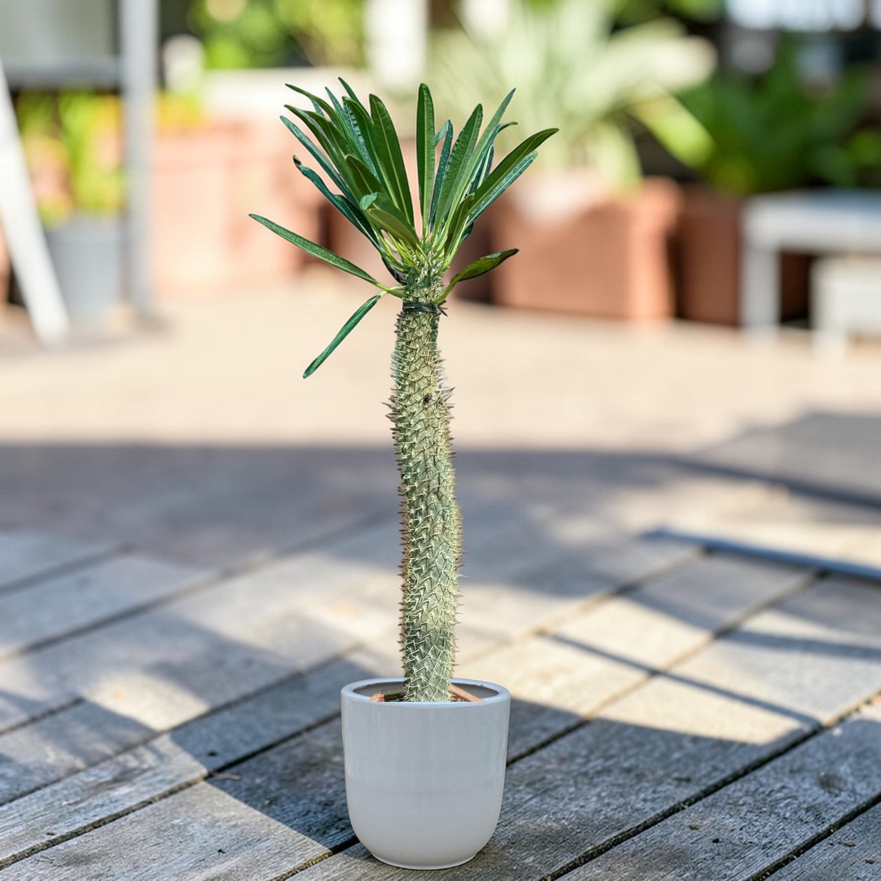 Madagascar palm (Pachypodium lamerei)