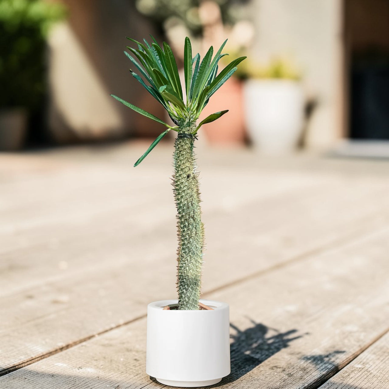 Madagascar palm (Pachypodium lamerei)