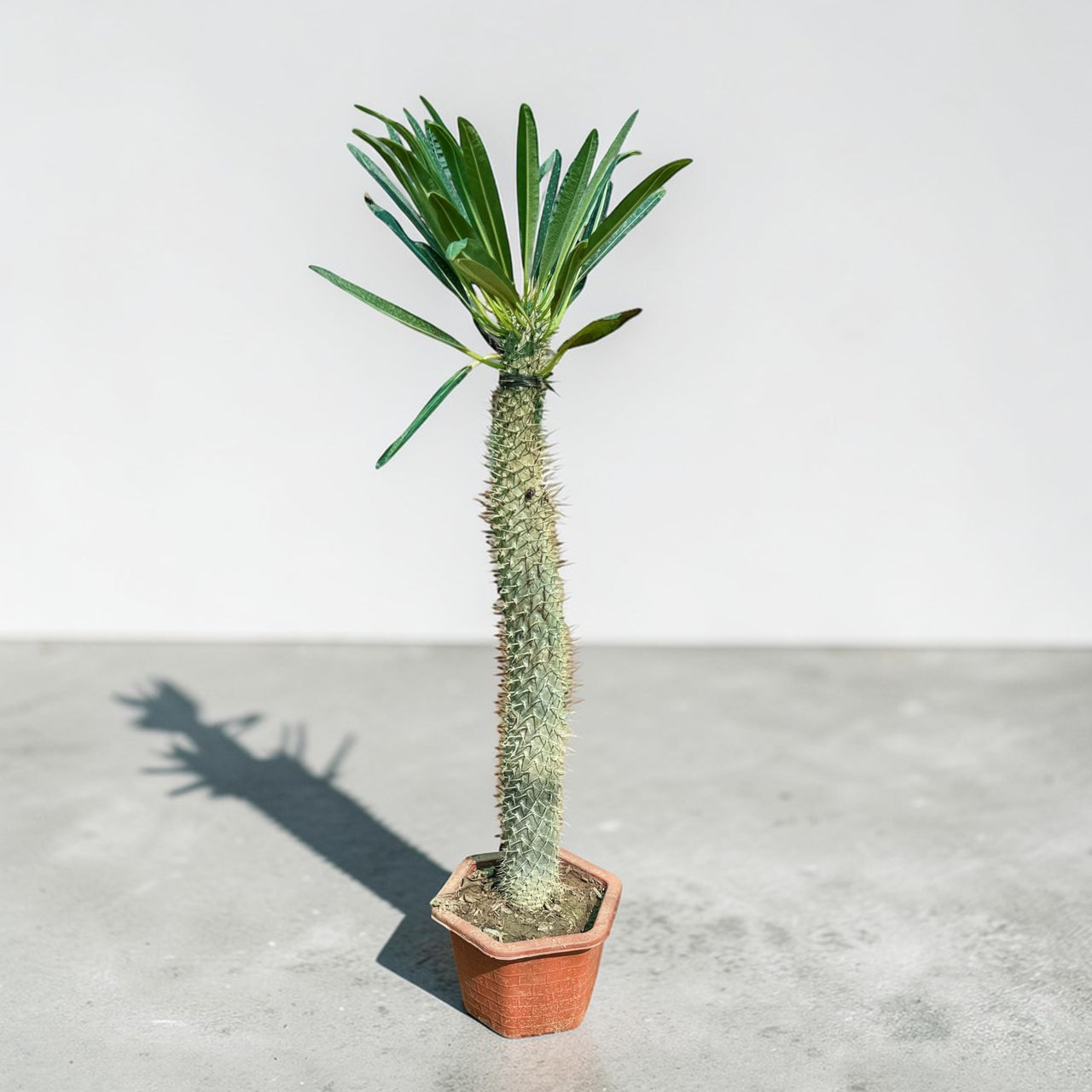 Madagascar palm (Pachypodium lamerei)