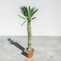 Madagascar palm (Pachypodium lamerei)