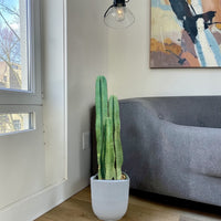 San Pedro–Style Columnar Cactus (Echinopsis / Trichocereus Type)
