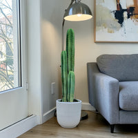 San Pedro–Style Columnar Cactus (Echinopsis / Trichocereus Type)
