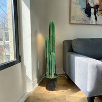 San Pedro–Style Columnar Cactus (Echinopsis / Trichocereus Type)