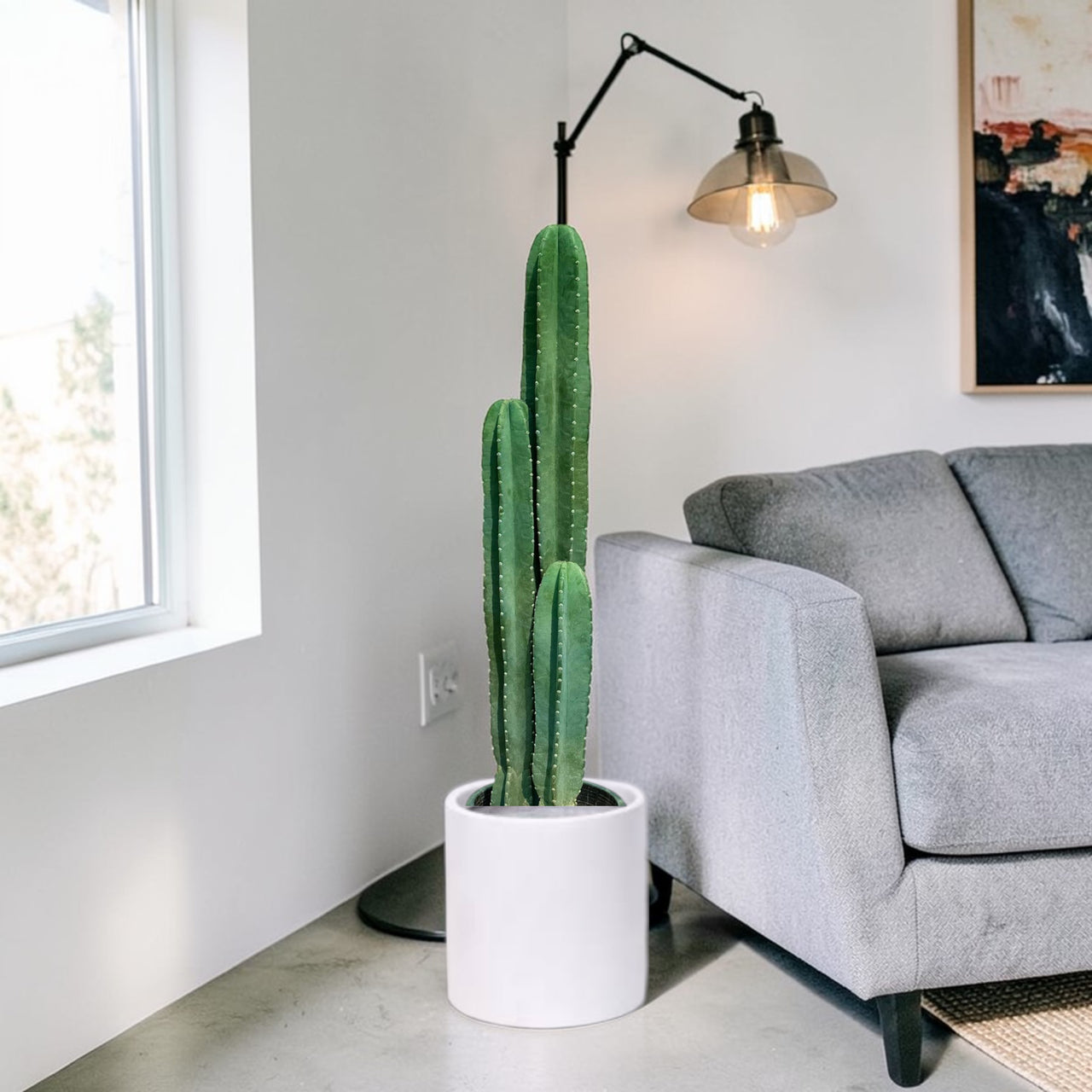 San Pedro–Style Columnar Cactus (Echinopsis / Trichocereus Type)