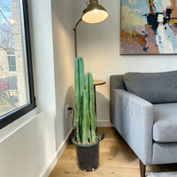 San Pedro–Style Columnar Cactus (Echinopsis / Trichocereus Type)