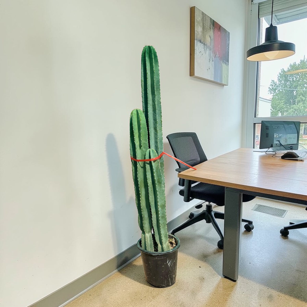 San Pedro–Style Columnar Cactus (Echinopsis / Trichocereus Type)