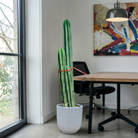 San Pedro–Style Columnar Cactus (Echinopsis / Trichocereus Type)