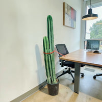 San Pedro–Style Columnar Cactus (Echinopsis / Trichocereus Type)