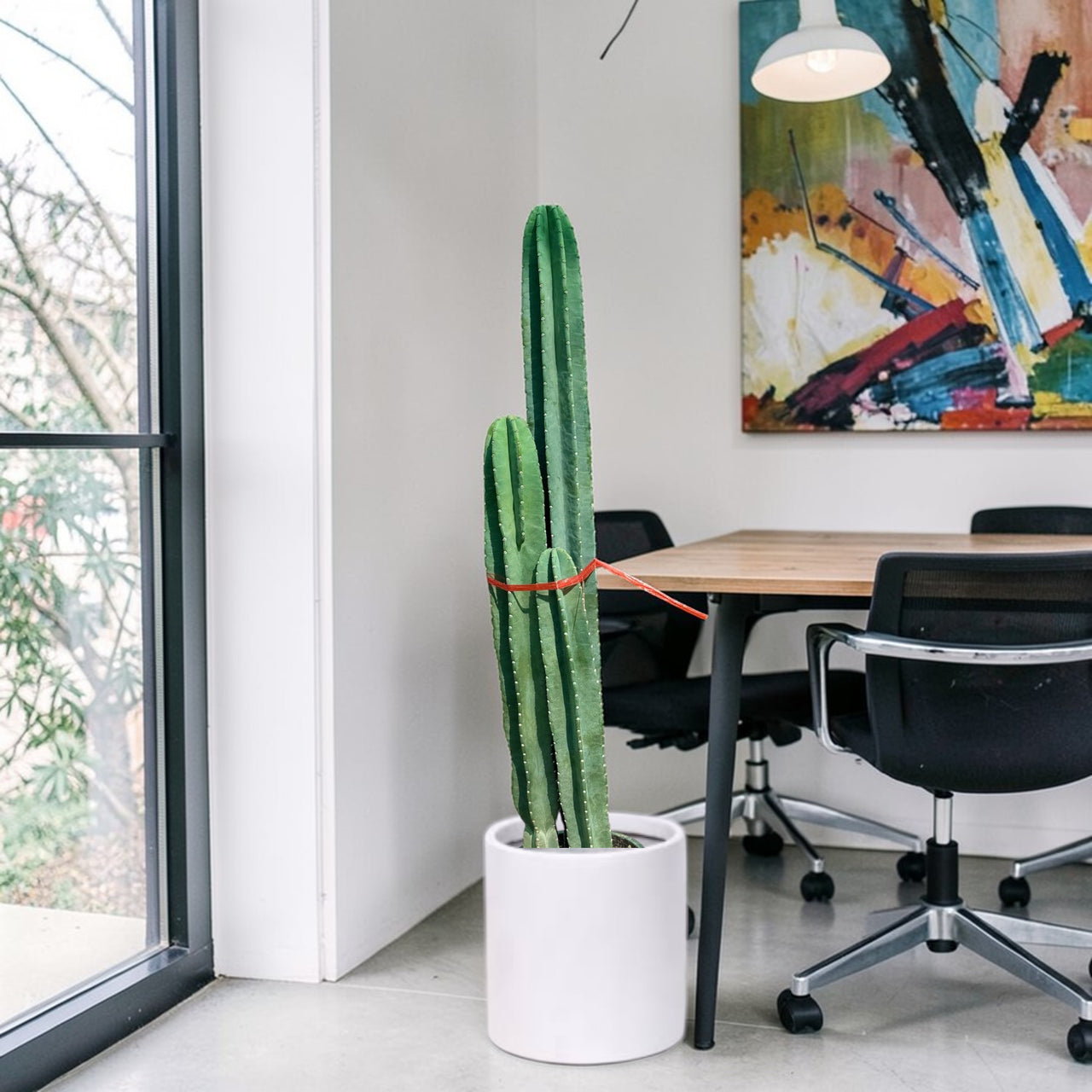 San Pedro–Style Columnar Cactus (Echinopsis / Trichocereus Type)