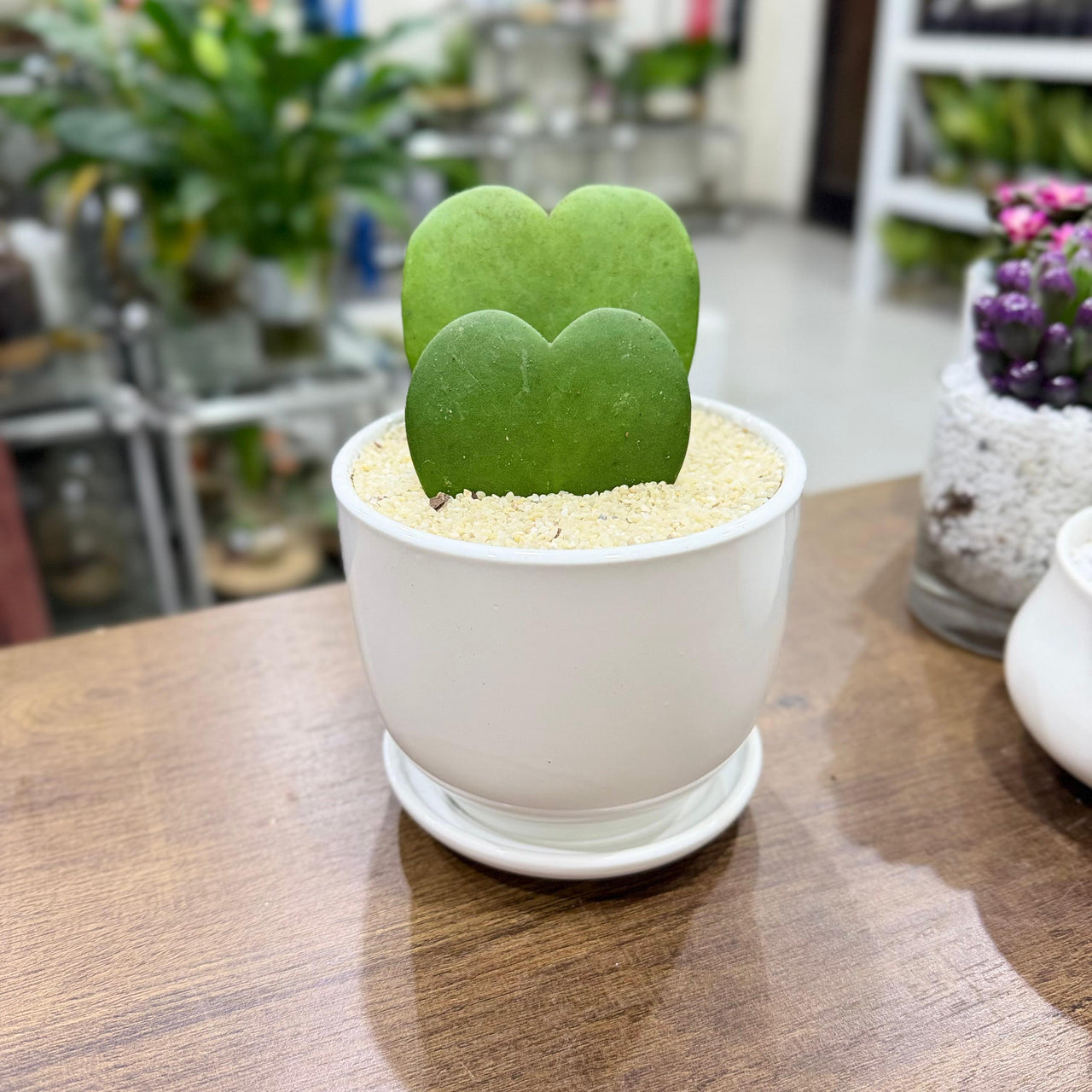 Hoya kerrii - heart Shaped Plant
