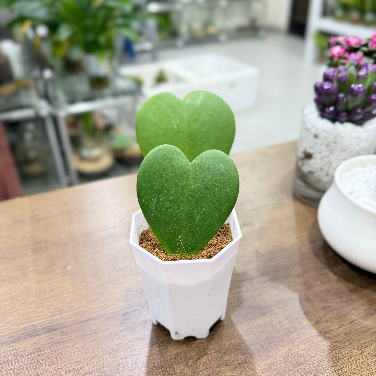 Hoya kerrii - heart Shaped Plant