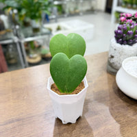 Hoya kerrii - heart Shaped Plant