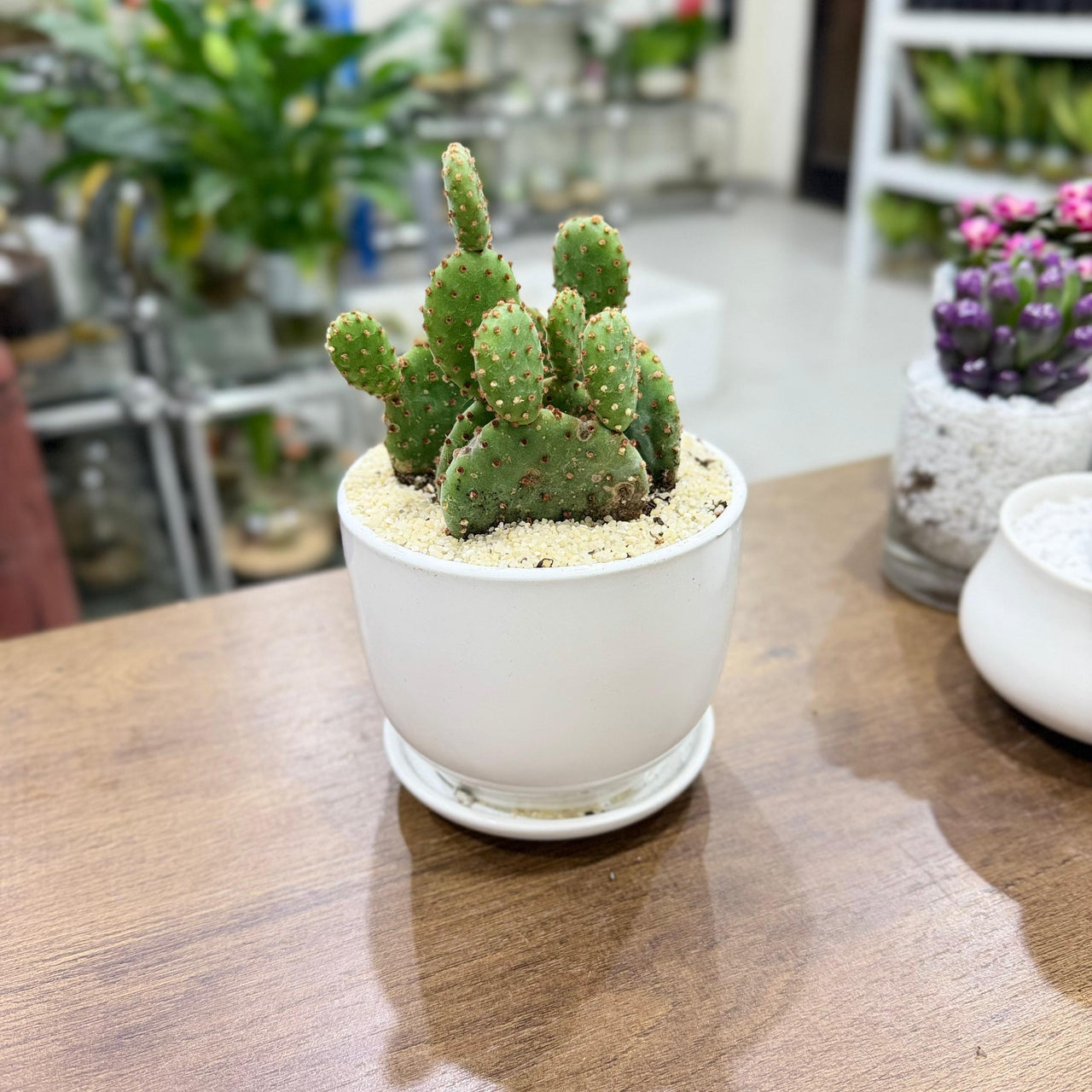 Cactus Opuntia microdasys- Bunny Ears