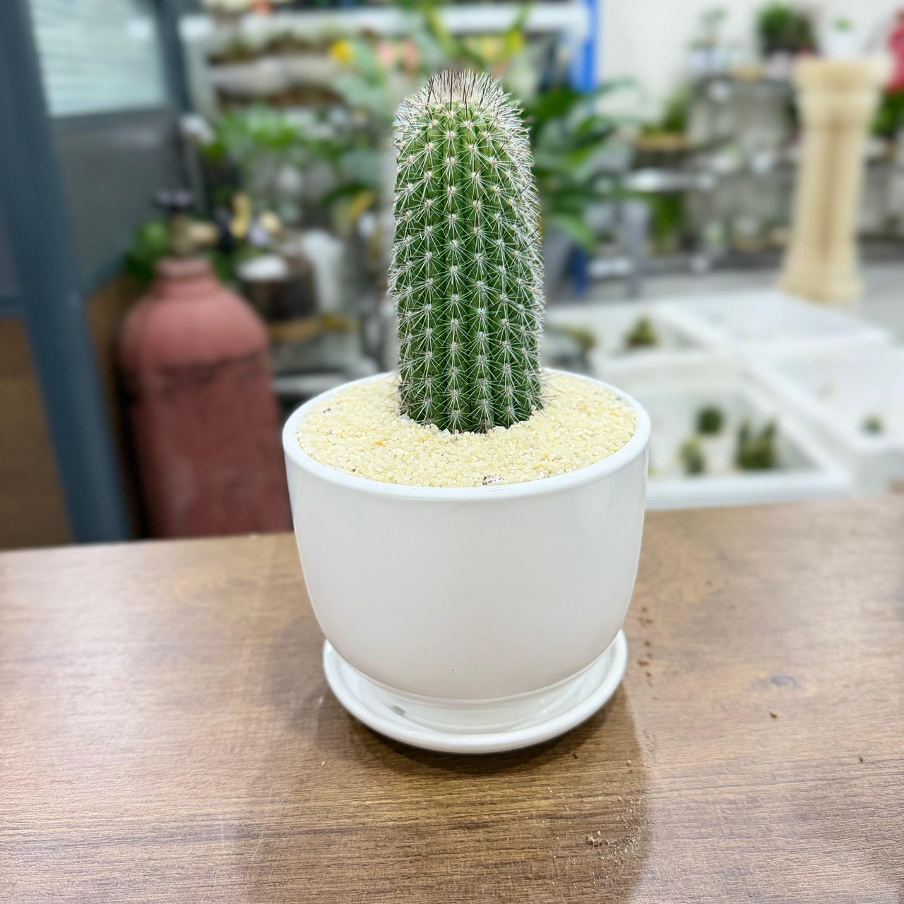 columnar Mix cactus
