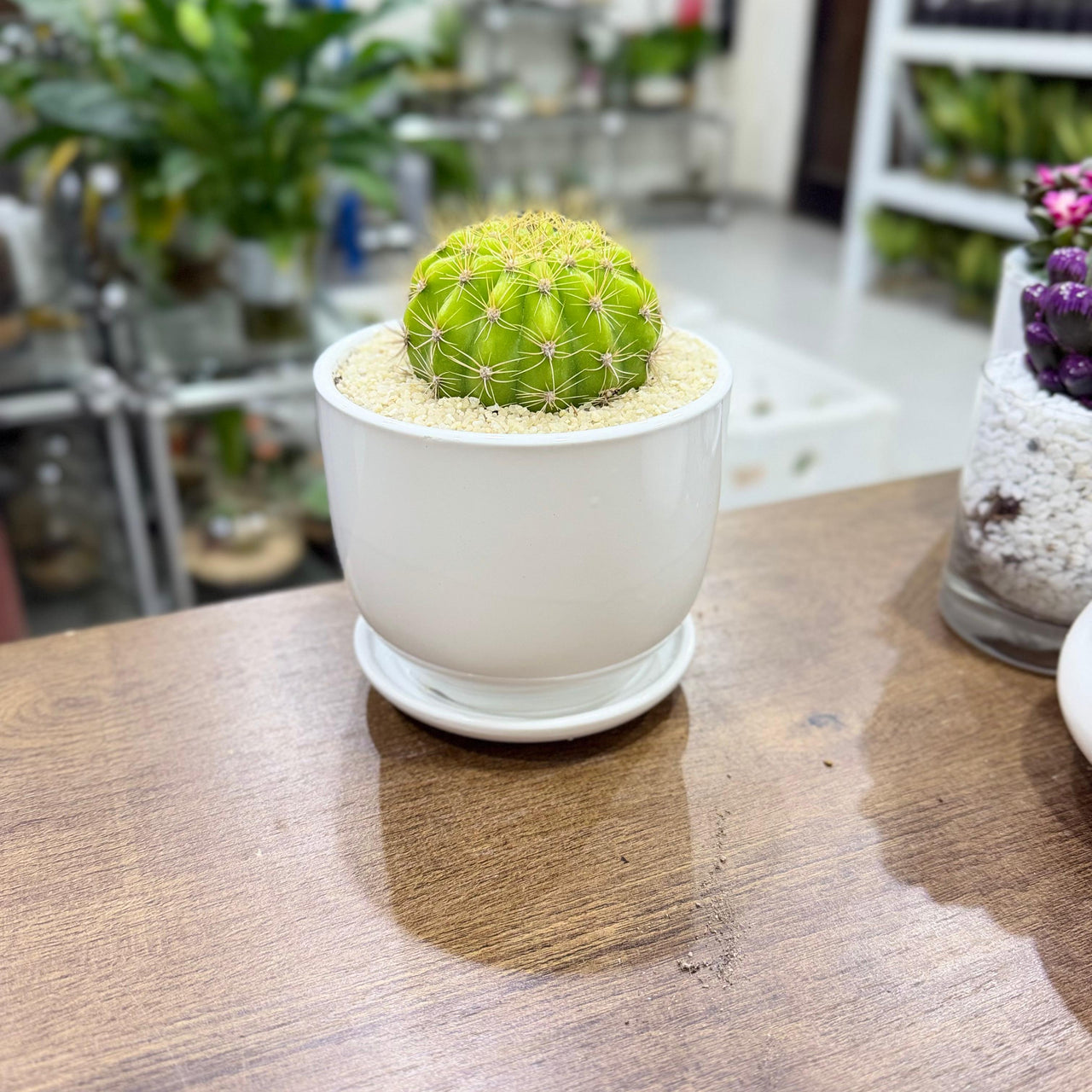 Lemon Barrel Cactus