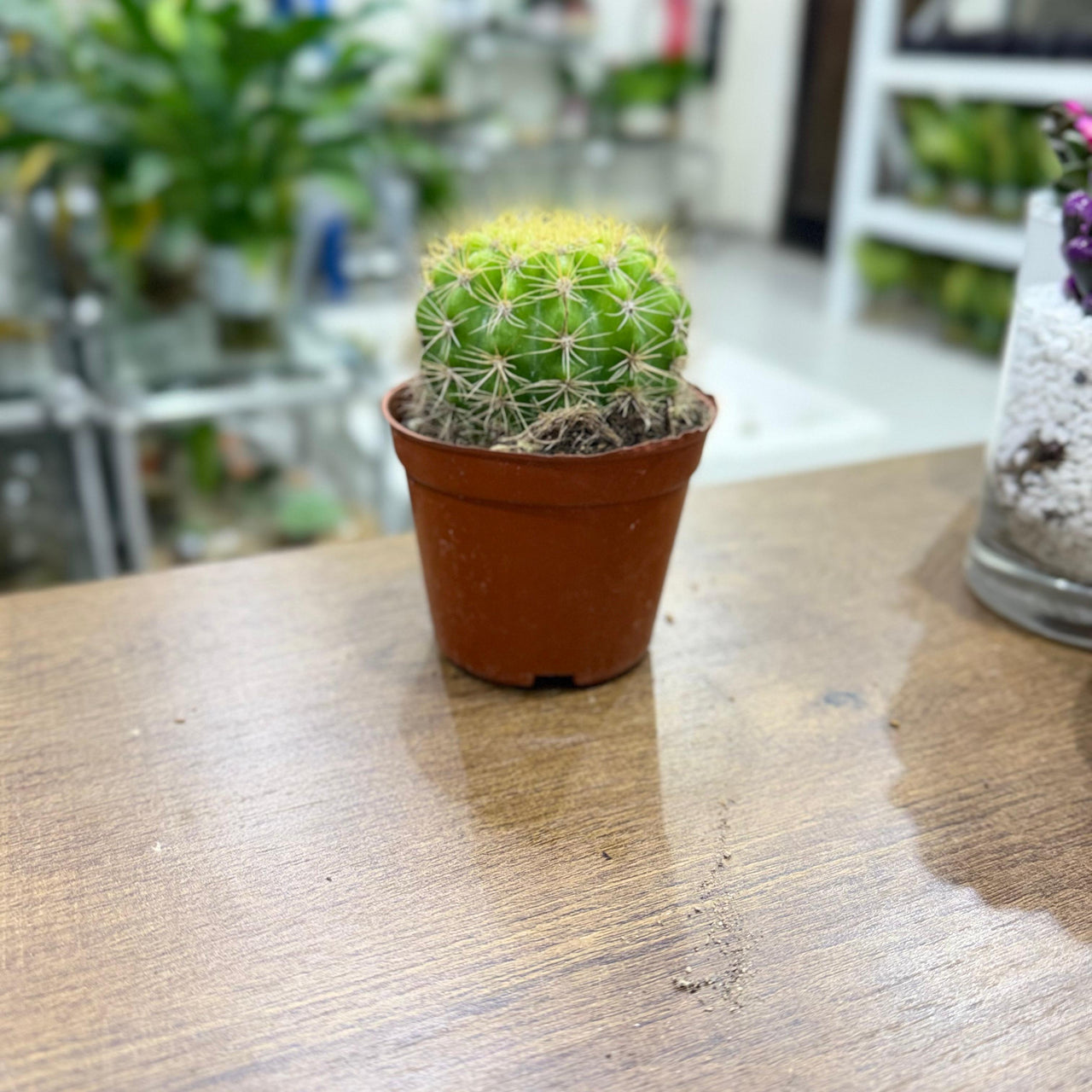 Lemon Barrel Cactus