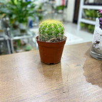 Lemon Barrel Cactus