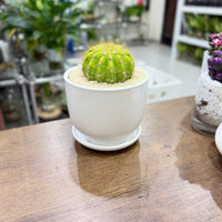 Lemon Barrel Cactus
