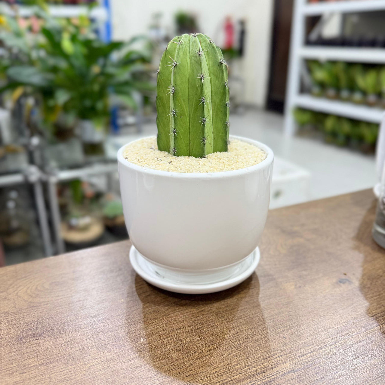 columnar Mix cactus