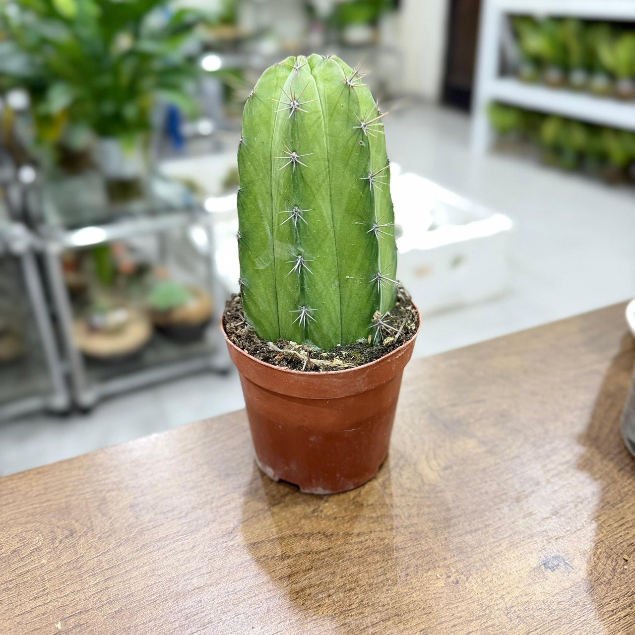 columnar Mix cactus