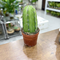 columnar Mix cactus