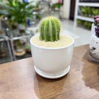 Golden barrel cactus - Parodia magnifica