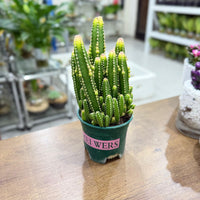 Fairy Castle Cacti (Acanthocereus tetragonus)
