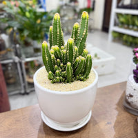 Fairy Castle Cacti (Acanthocereus tetragonus)