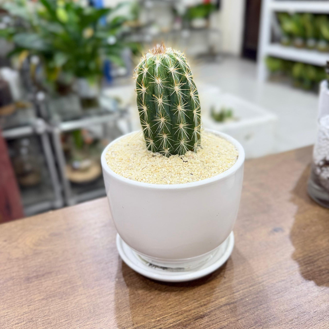 columnar Mix cactus