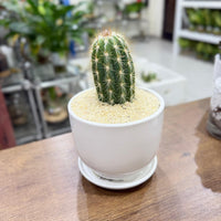 columnar Mix cactus