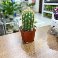 columnar Mix cactus