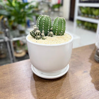 Echinopsis subdenudata-Easter Lily Cactus