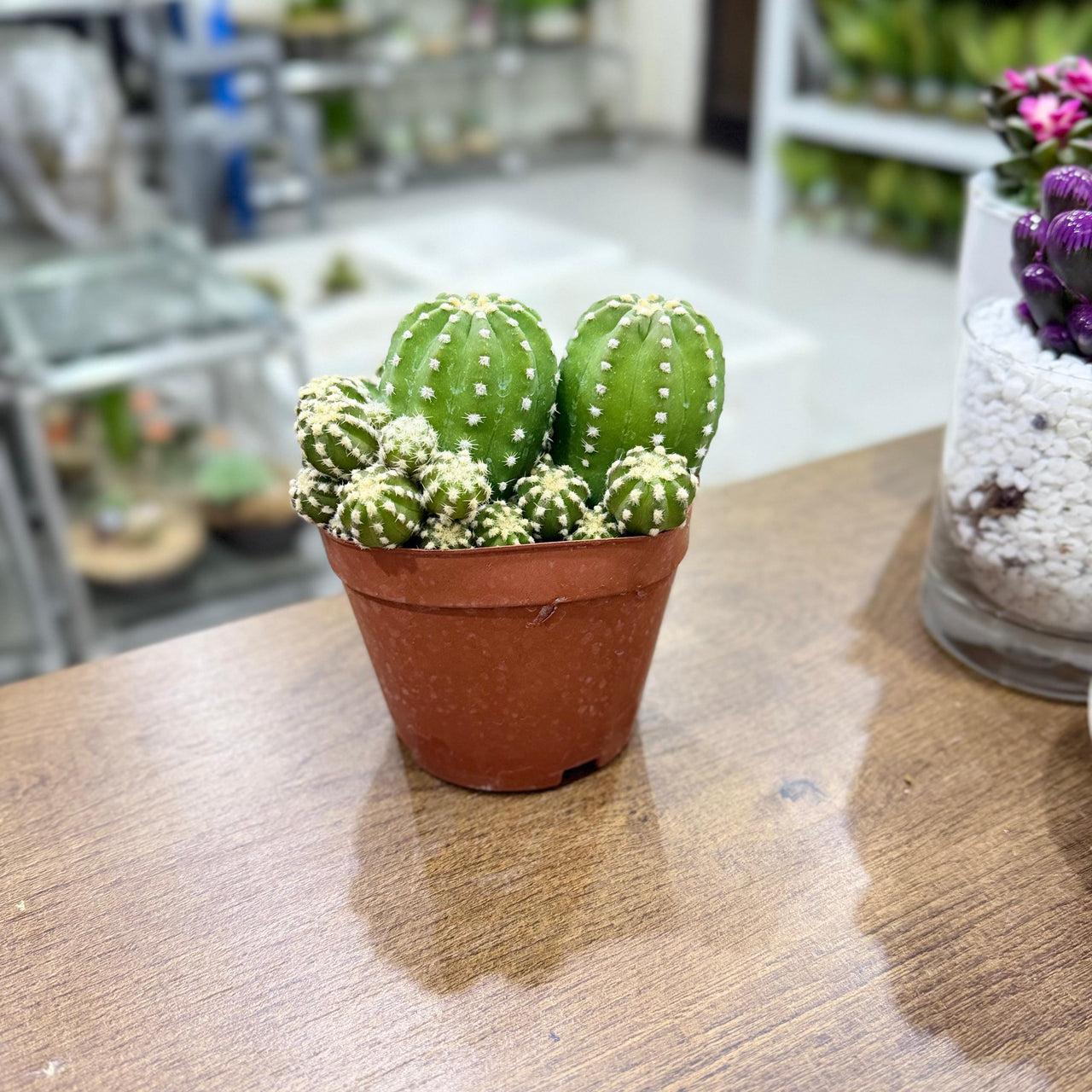 Echinopsis subdenudata-Easter Lily Cactus