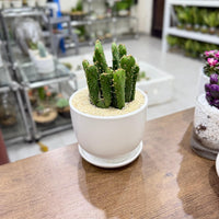 Opuntia tuna monstruosa cactus