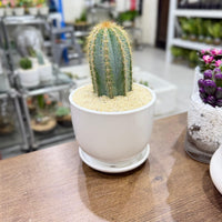 columnar Mix cactus