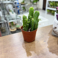 Opuntia tuna monstruosa cactus